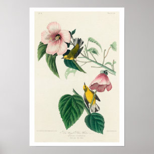 Blue-winged Yellow Warbler by Audubon Poster
