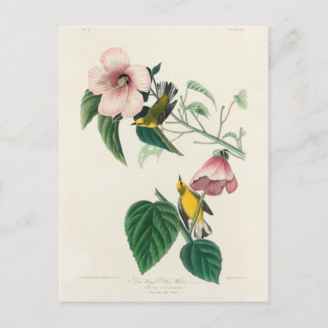 Blue-winged Yellow Warbler from Birds of America Postcard (Front)