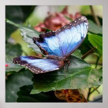 Blue Wings