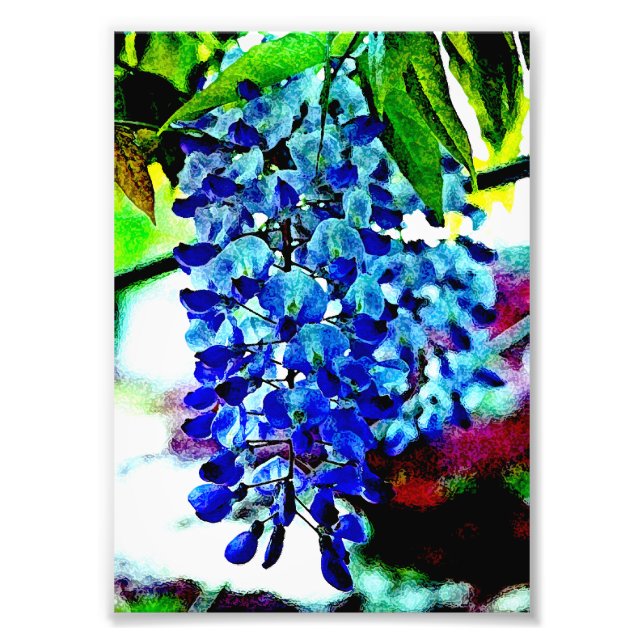 Blue Wisteria Photo Print (Front)