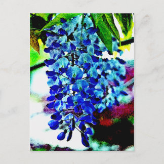 Blue Wisteria Postcard