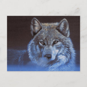 Blue Wolf Postcard