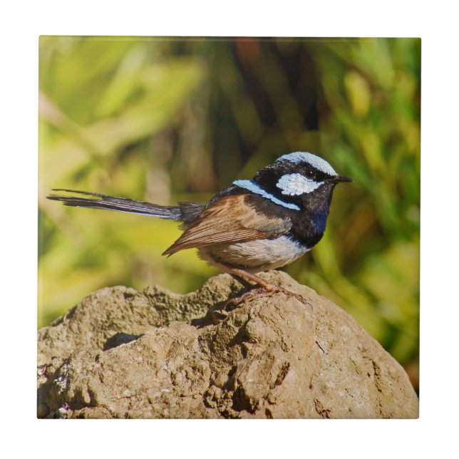 Blue Wren Tile (Front)