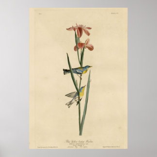 Blue Yellow backed Warbler Poster