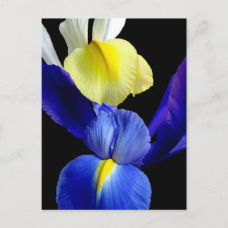 Blue & Yellow Iris Flowers 4b Postcard