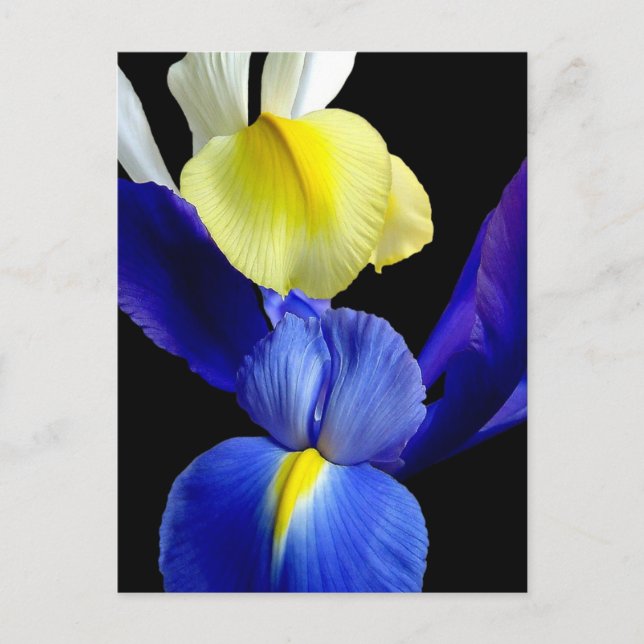 Blue & Yellow Iris Flowers 4b Postcard (Front)