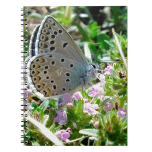 Blue Yellow With Black Spots Butterfly on Flowers Notebook