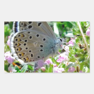 Blue Yellow With Black Spots Butterfly on Flowers Rectangular Sticker