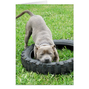 Blue Young Staffordshire Bull Terrier,