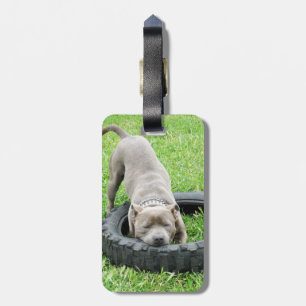 Blue Young Staffordshire Bull Terrier, Luggage Tag
