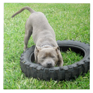 Blue Young Staffordshire Bull Terrier, Tile