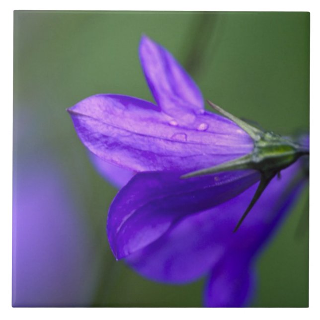 Bluebell flower in Independence Pass in Ceramic Tile (Front)