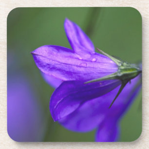 Bluebell flower in Independence Pass in Coaster