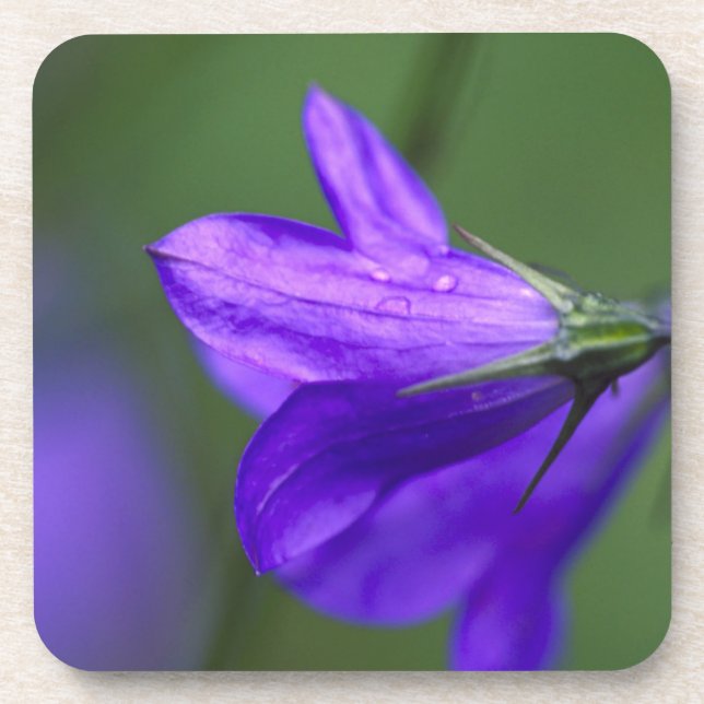 Bluebell flower in Independence Pass in Coaster (Front)