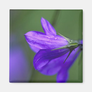 Bluebell flower in Independence Pass in Magnet