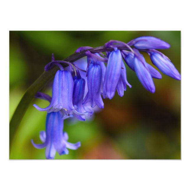 Bluebell Flower Photo Print (Front)
