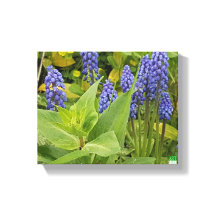 Bluebell Flowers Art Photo Print On Canvas