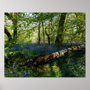 Bluebell Forrest Wild Flowers Photographic Art Poster