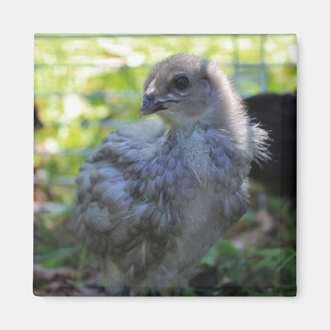 Bluebell Magnet (Front)