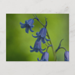 Bluebell Postcard