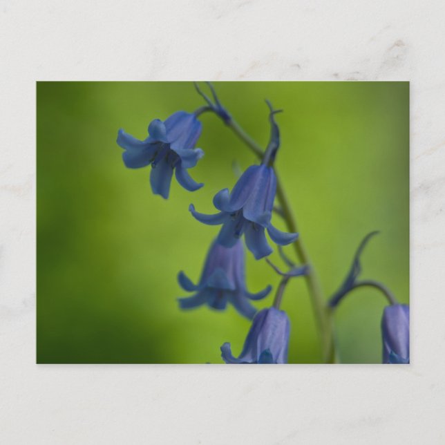 Bluebell Postcard (Front)
