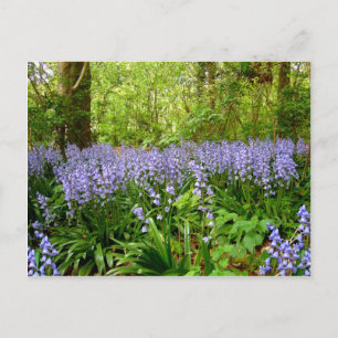 BLUEBELL WOOD ~  POSTCARD