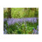 BLUEBELL WOOD ~  POSTCARD
