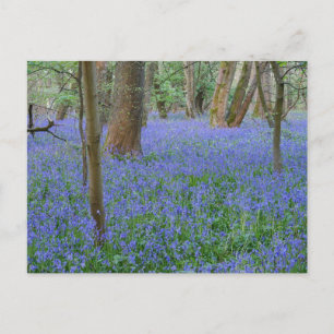 Bluebell Wood Postcard