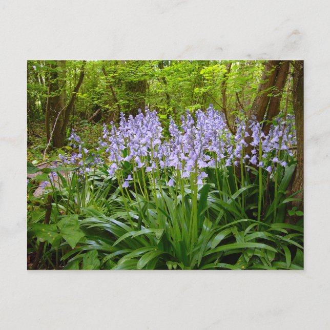 BLUEBELL WOOD POSTCARD (Front)