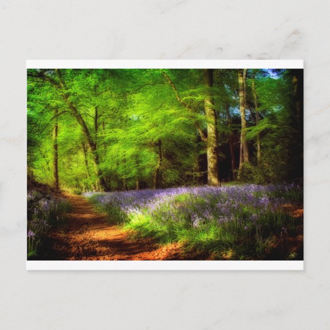 Bluebell wood postcard (Front)