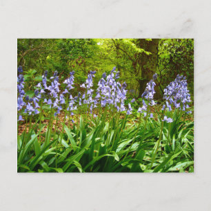 BLUEBELL WOOD ~ Postcard  # 5