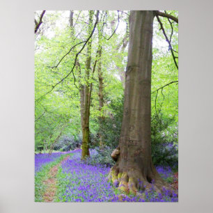 Bluebell wood poster
