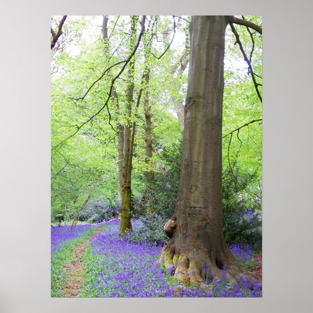 Bluebell wood poster (Front)