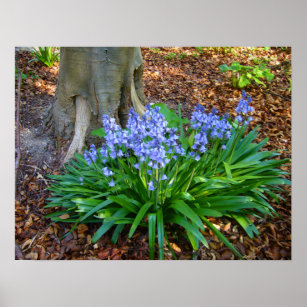 BLUEBELL WOOD ~ Poster # 10