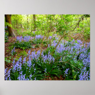 BLUEBELL WOOD ~ Poster # 3