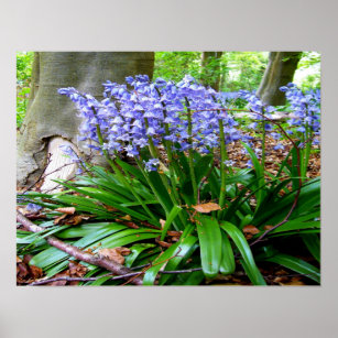 BLUEBELL WOOD ~ Poster # 6