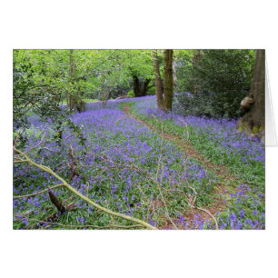 Bluebell woods