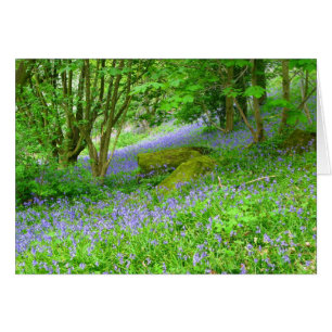 Bluebell Woods