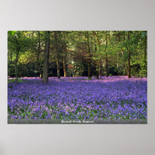 Bluebell Woods, England Poster