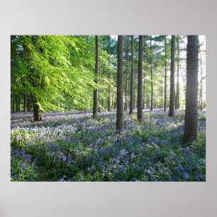 Bluebell Woods in Evening Sunshine - Personalised Poster