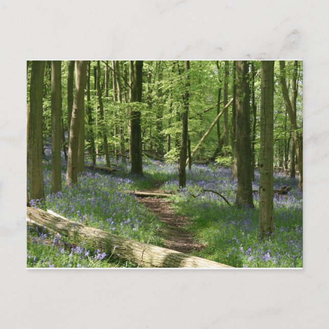 Bluebell woods postcard (Front)