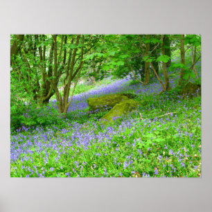 Bluebell Woods Poster