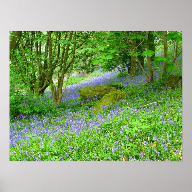 Bluebell Woods Poster (Front)