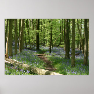 Bluebell Woods Poster