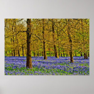 Bluebell Woods Spring Flowers Greys Court Poster
