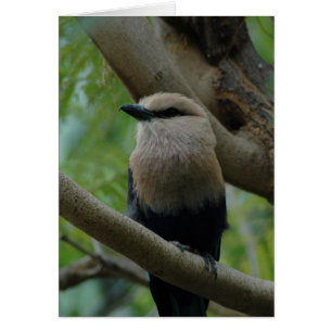 Bluebellied Roller
