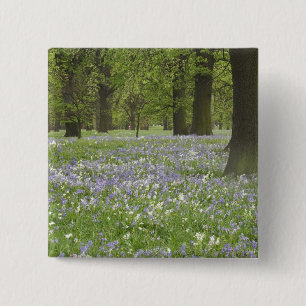 Bluebells and Oak Trees in Spring, Little Hagley 15 Cm Square Badge