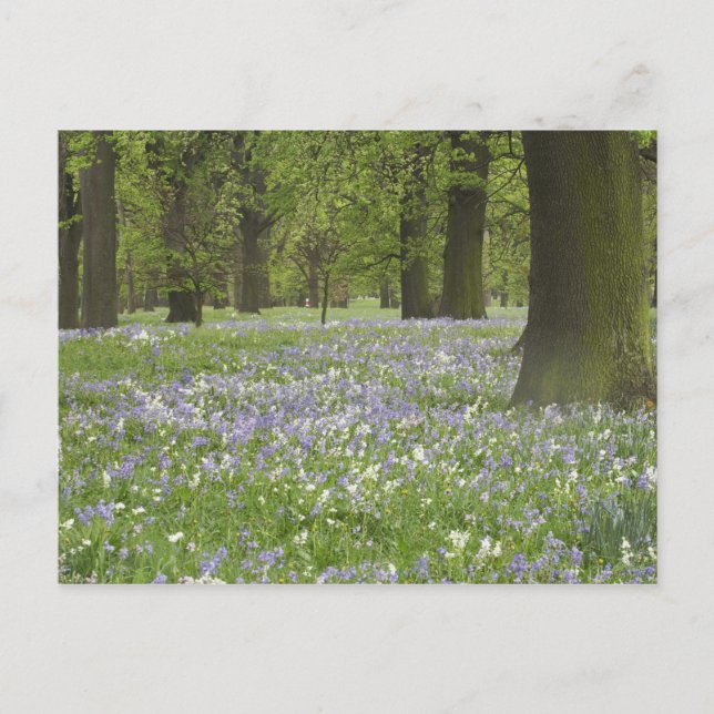 Bluebells and Oak Trees in Spring, Little Hagley Postcard (Front)