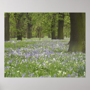 Bluebells and Oak Trees in Spring, Little Hagley Poster