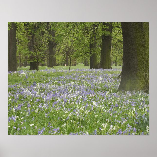 Bluebells and Oak Trees in Spring, Little Hagley Poster (Front)